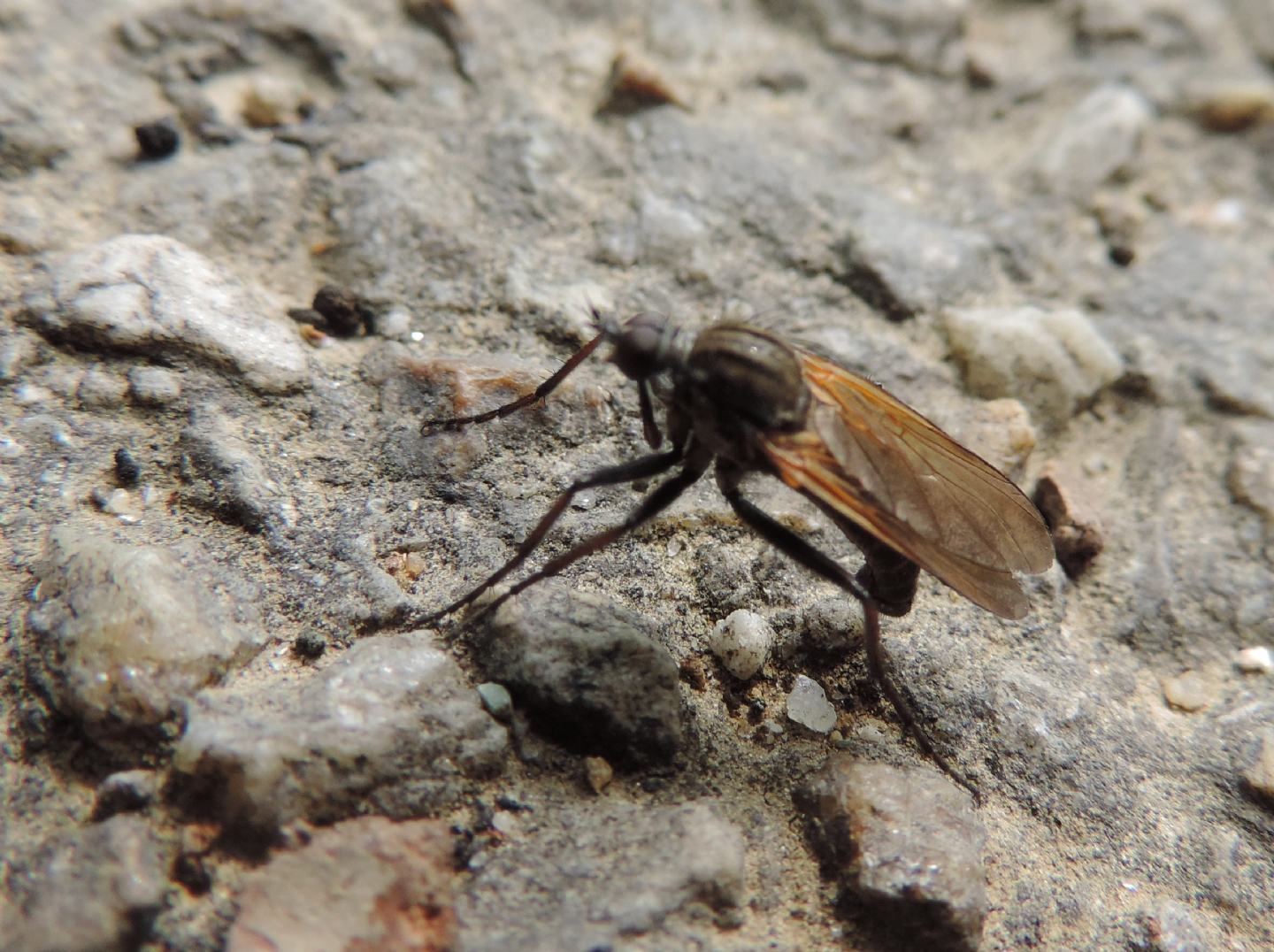 Empis tessellata?  S, maschio