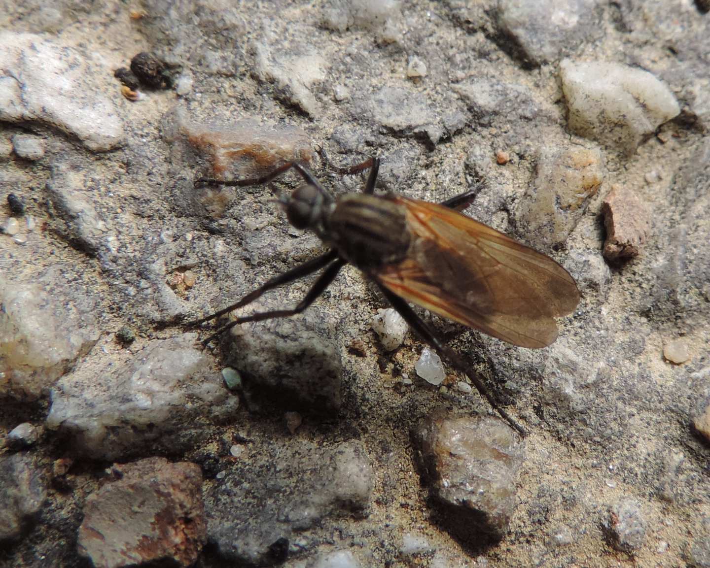 Empis tessellata?  S, maschio