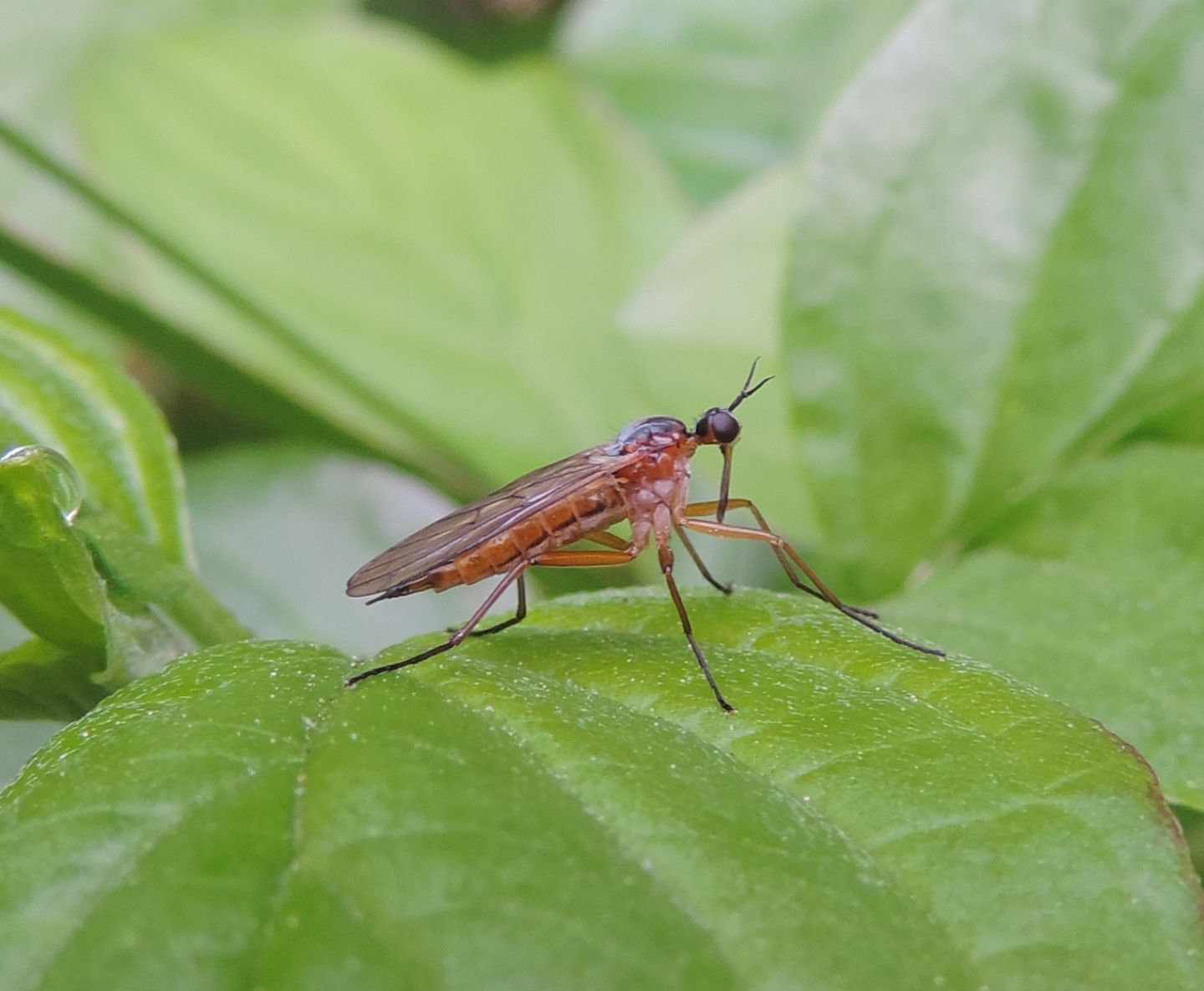 Empis stercorea? No, femmina di E. cf. trigramma