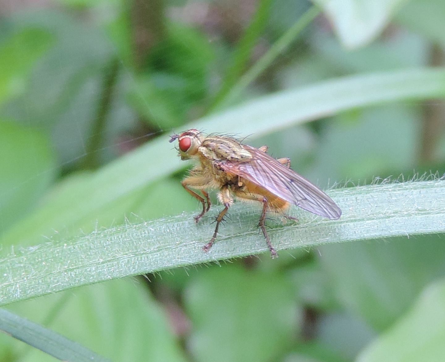 Scathophaga stercoraria?  Si!