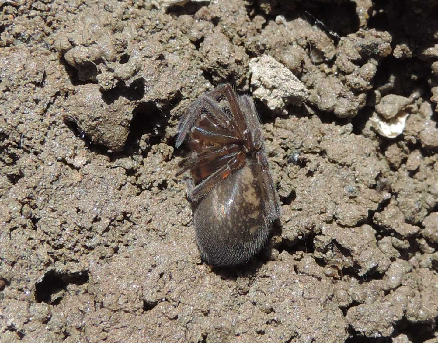 Amaurobius sp.  -  Salbertrand (TO)