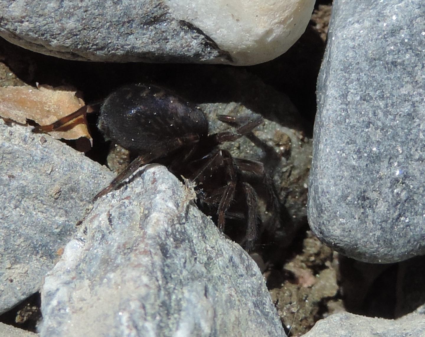 Amaurobius sp.  -  Salbertrand (TO)