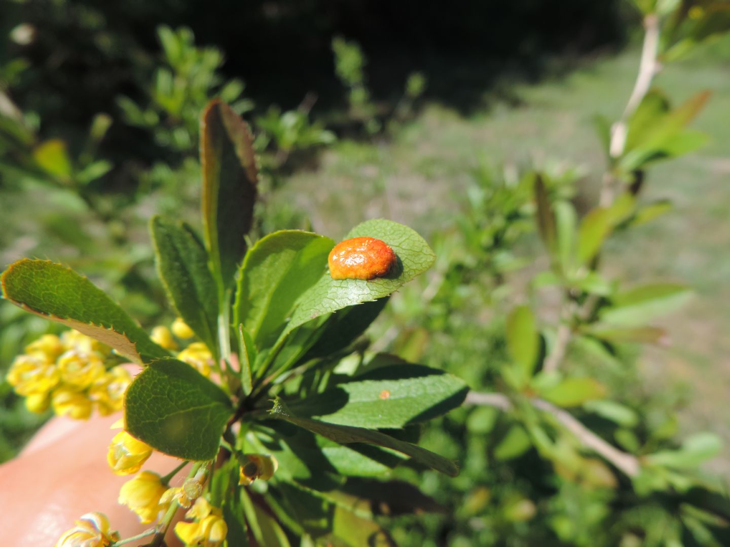 Galla di....Tenthredinidae:  cfr. Pontania sp.