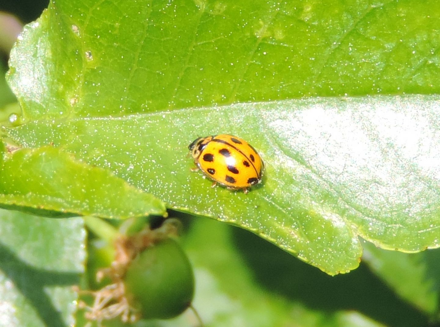 Harmonia axyridis?   No, Propylea quatuordecimpunctata