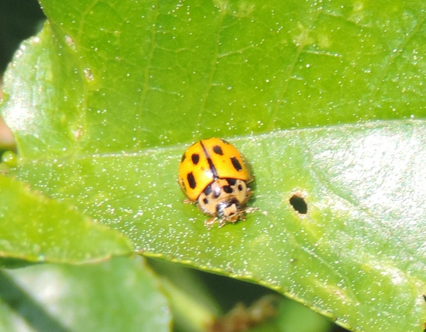 Harmonia axyridis?   No, Propylea quatuordecimpunctata