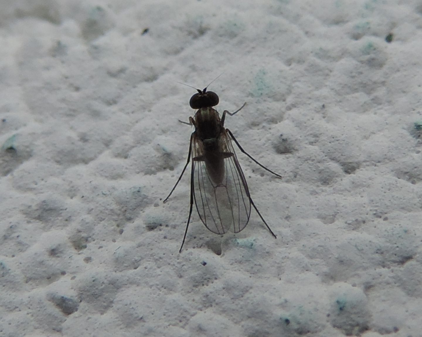 Medetera sp. (Dolichopodidae)