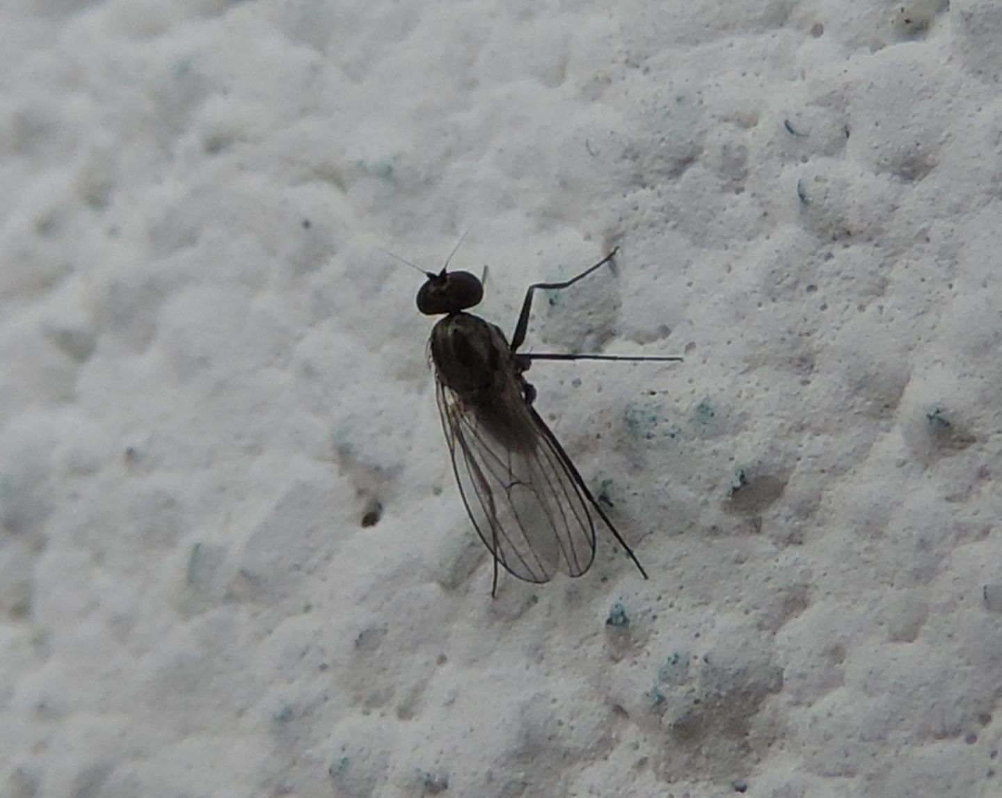 Medetera sp. (Dolichopodidae)