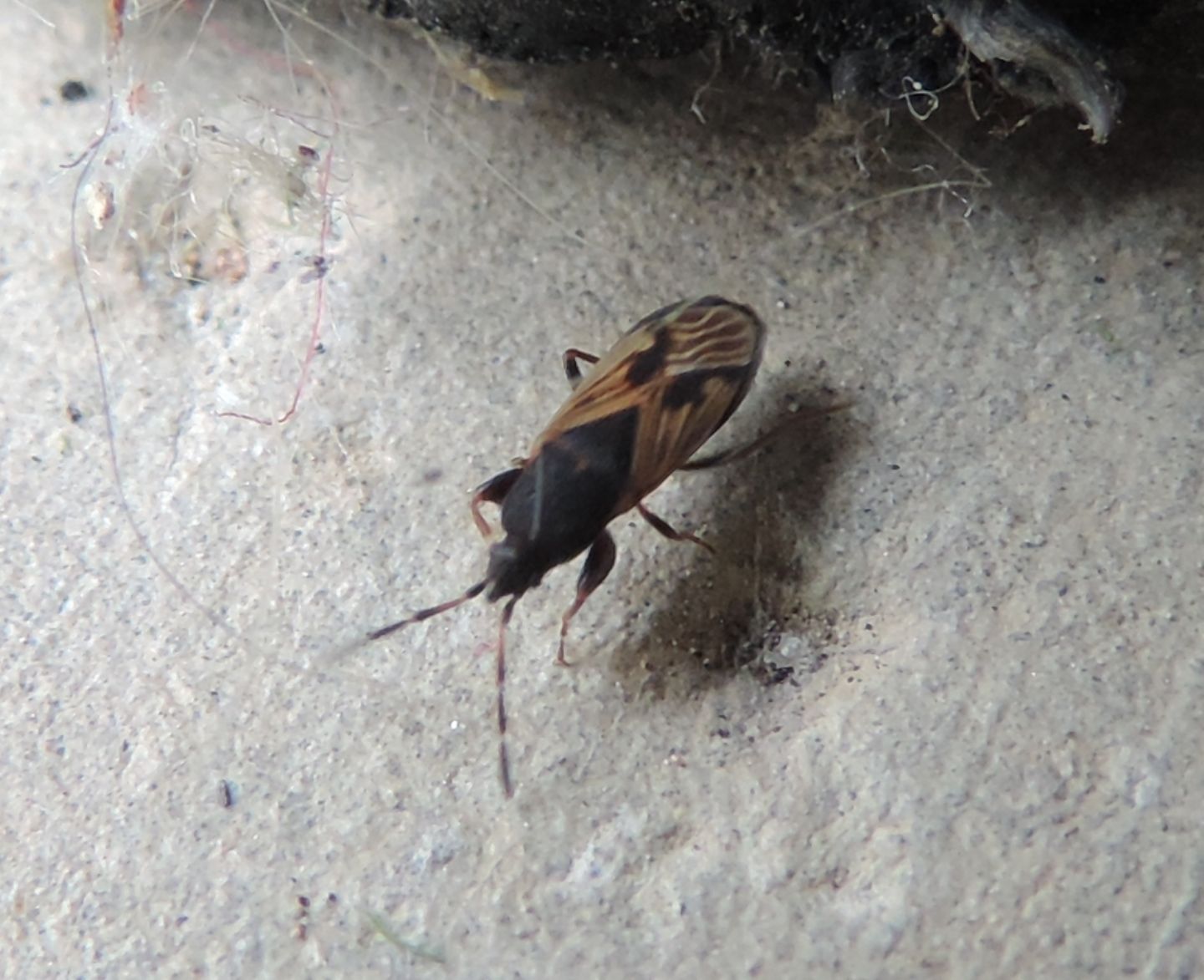 Lygaeidae:  Icus angularis