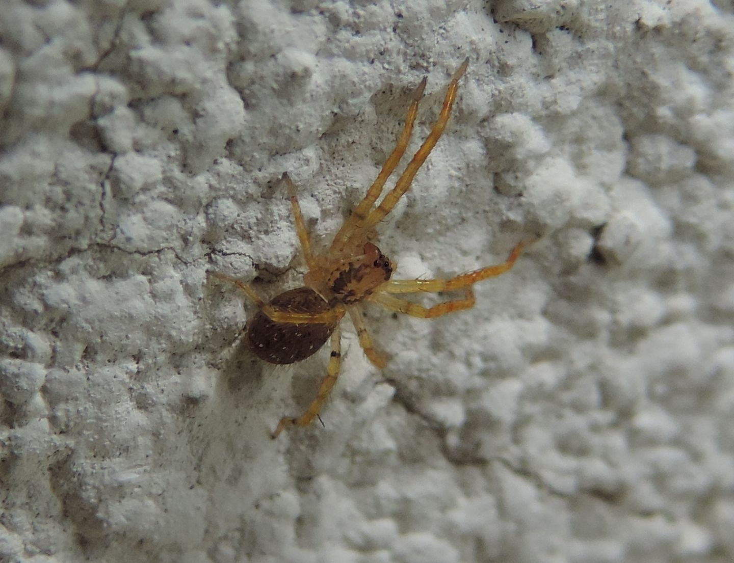 Agelenidae?  No, Zoropsidae: Zoropsis spinimana - Magliano Alfieri (CN)