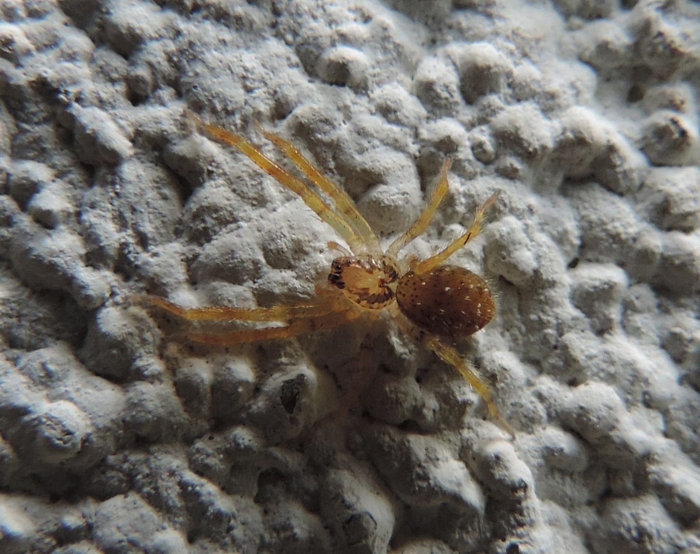 Agelenidae?  No, Zoropsidae: Zoropsis spinimana - Magliano Alfieri (CN)