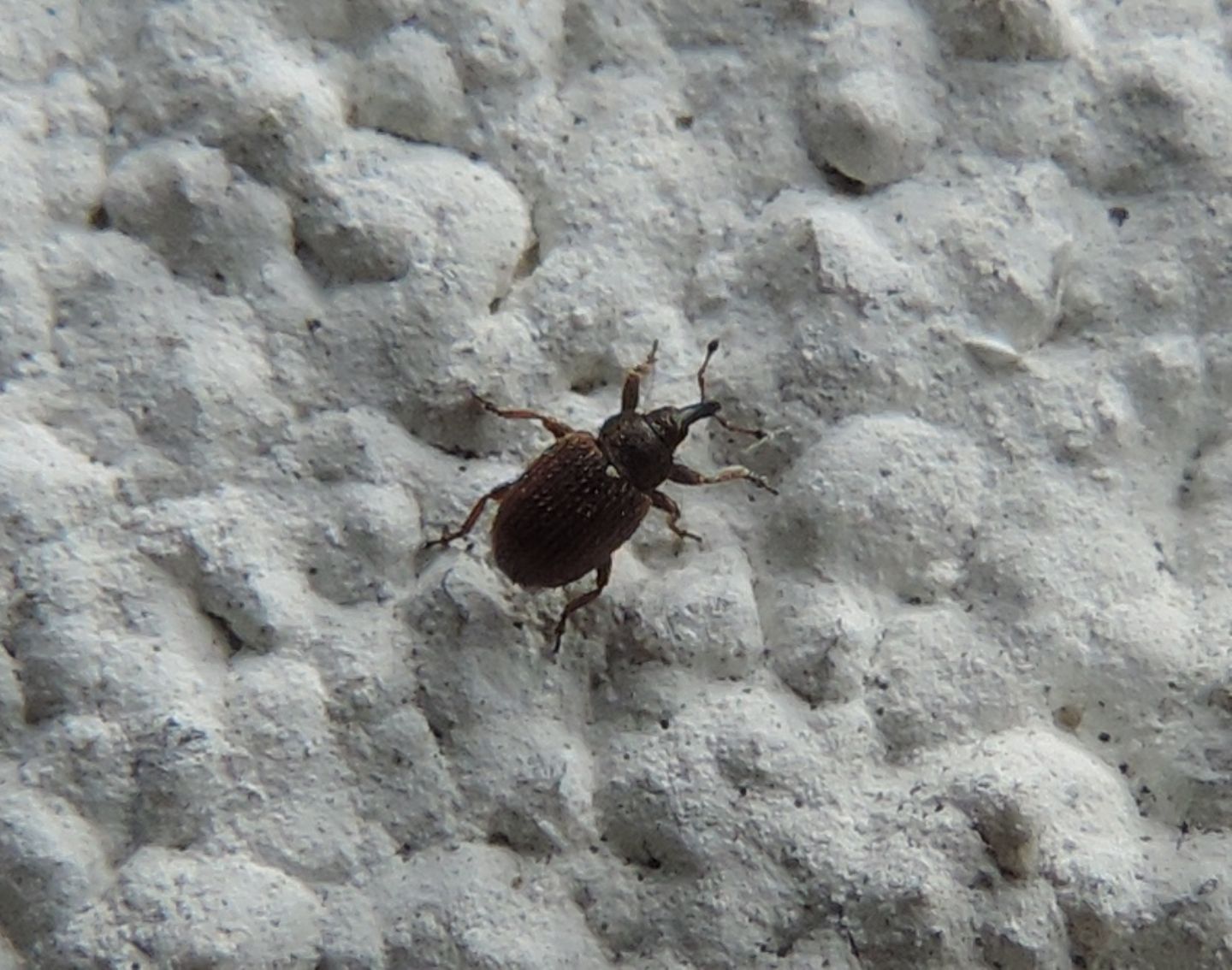 Curculionidae:  Gymnetron villosulum