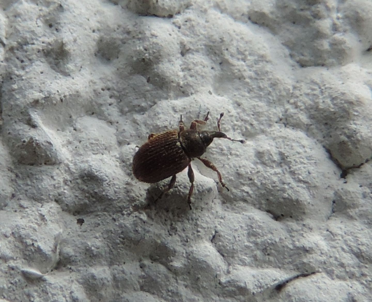 Curculionidae:  Gymnetron villosulum