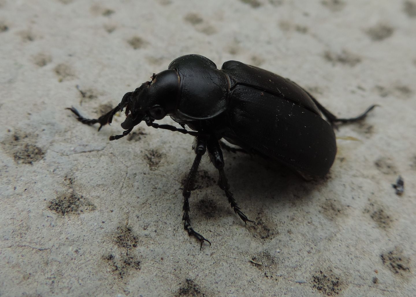 Calosoma maderae? S.