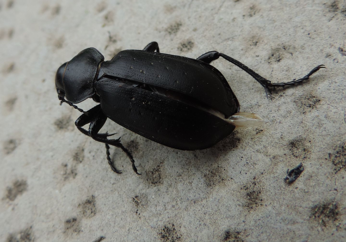 Calosoma maderae? S.