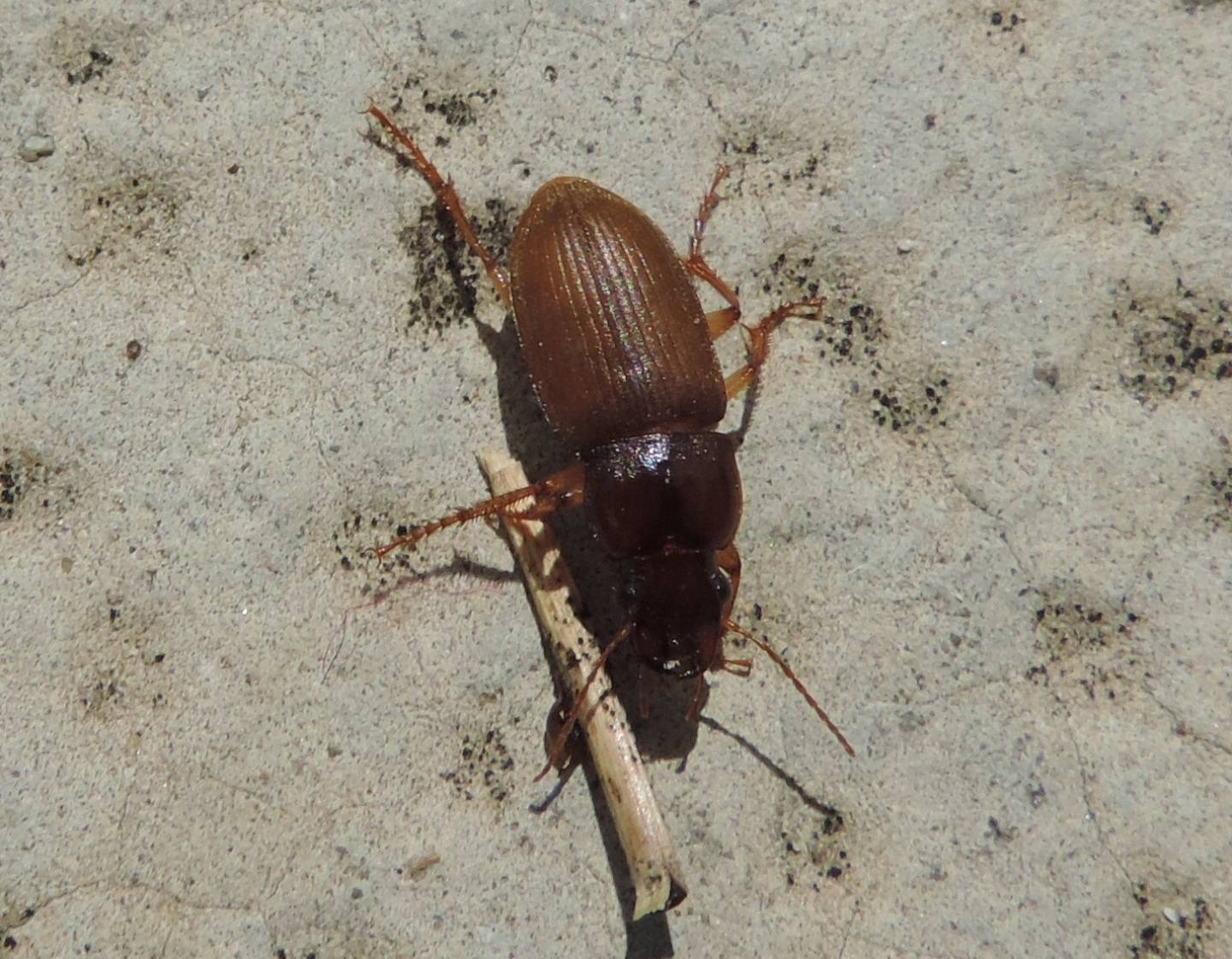 Carabidae: Pseudoophonus cfr. rufipes