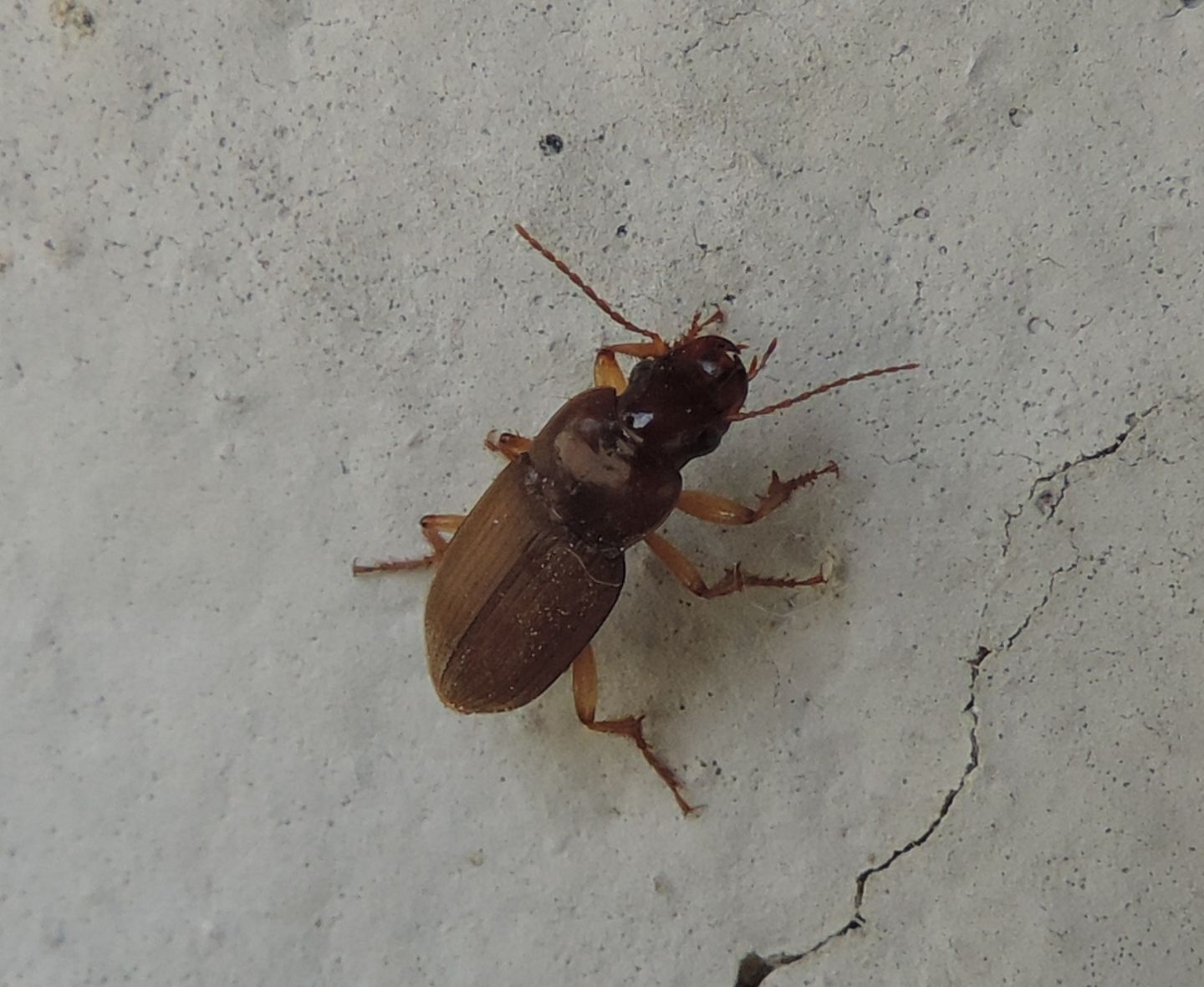 Carabidae: Pseudoophonus cfr. rufipes