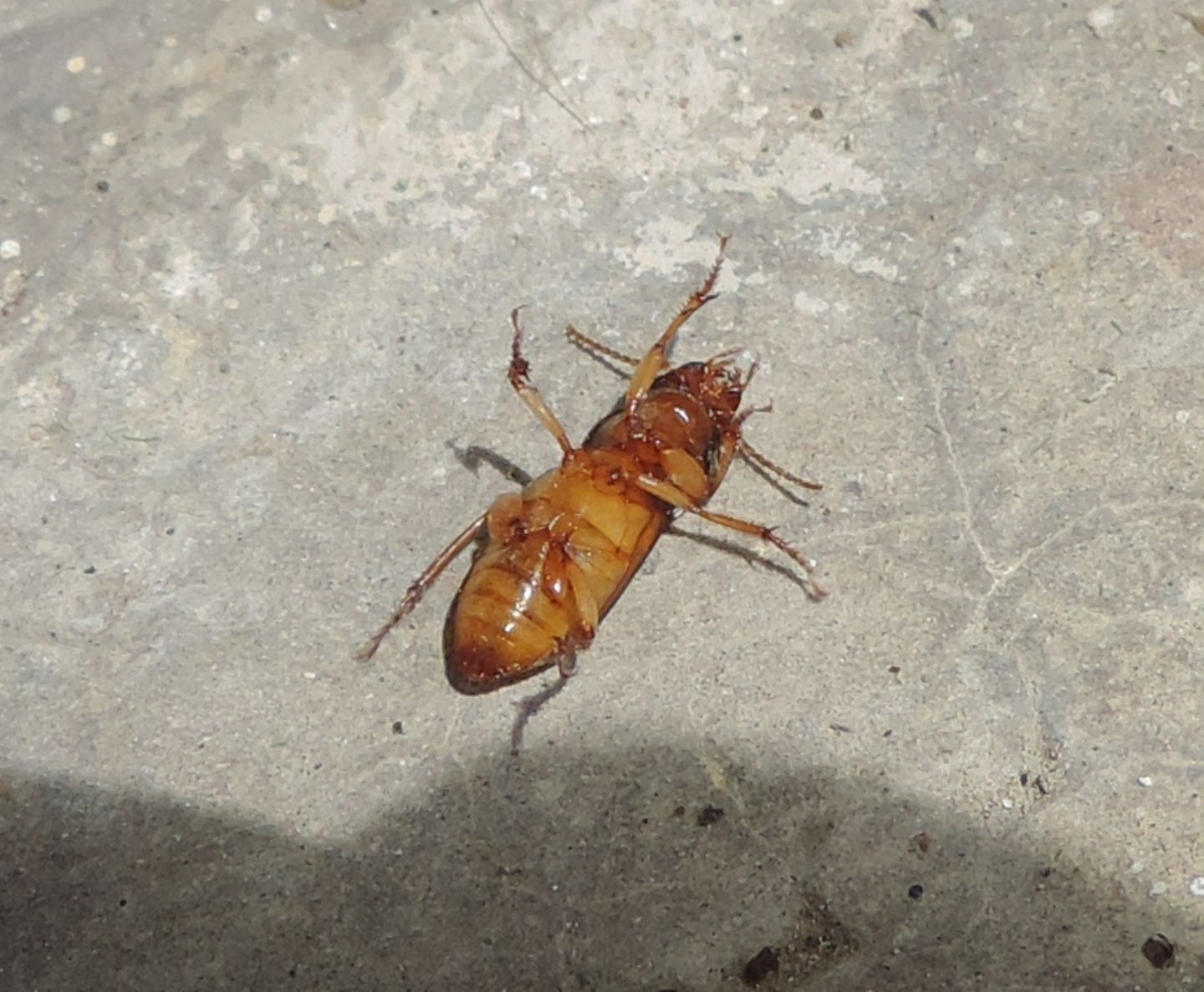 Carabidae: Pseudoophonus cfr. rufipes