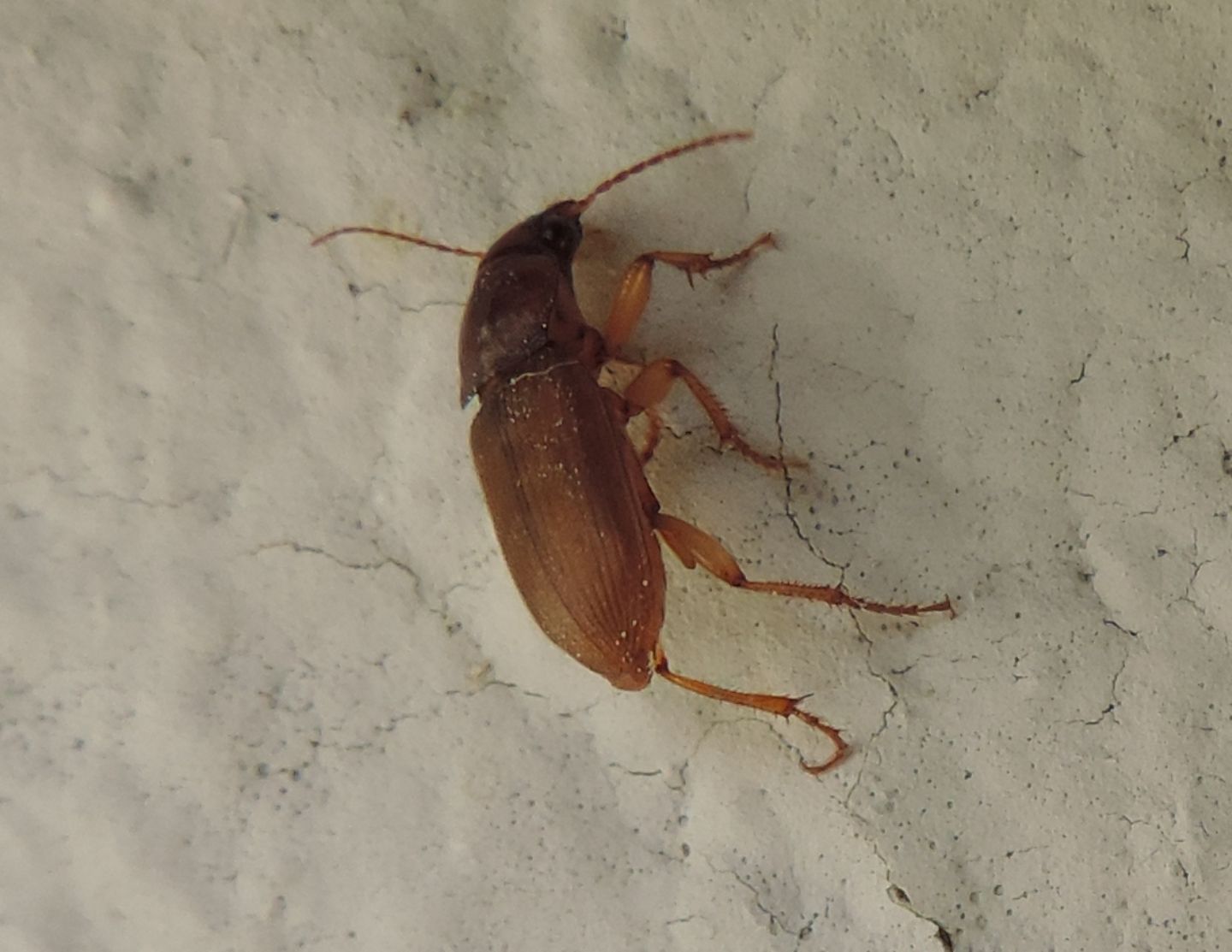 Carabidae: Pseudoophonus cfr. rufipes