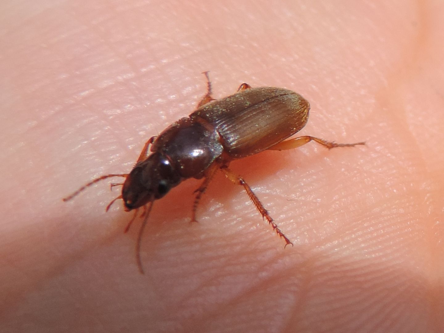 Carabidae: Pseudoophonus cfr. rufipes