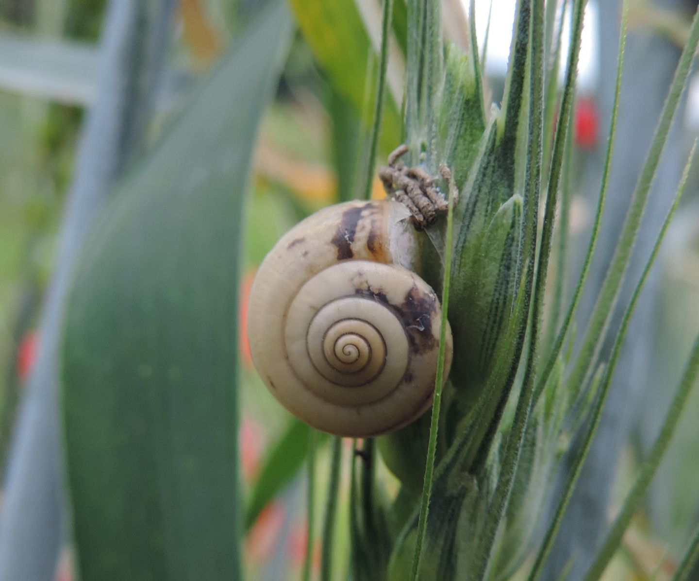 Chiocciola da identificare