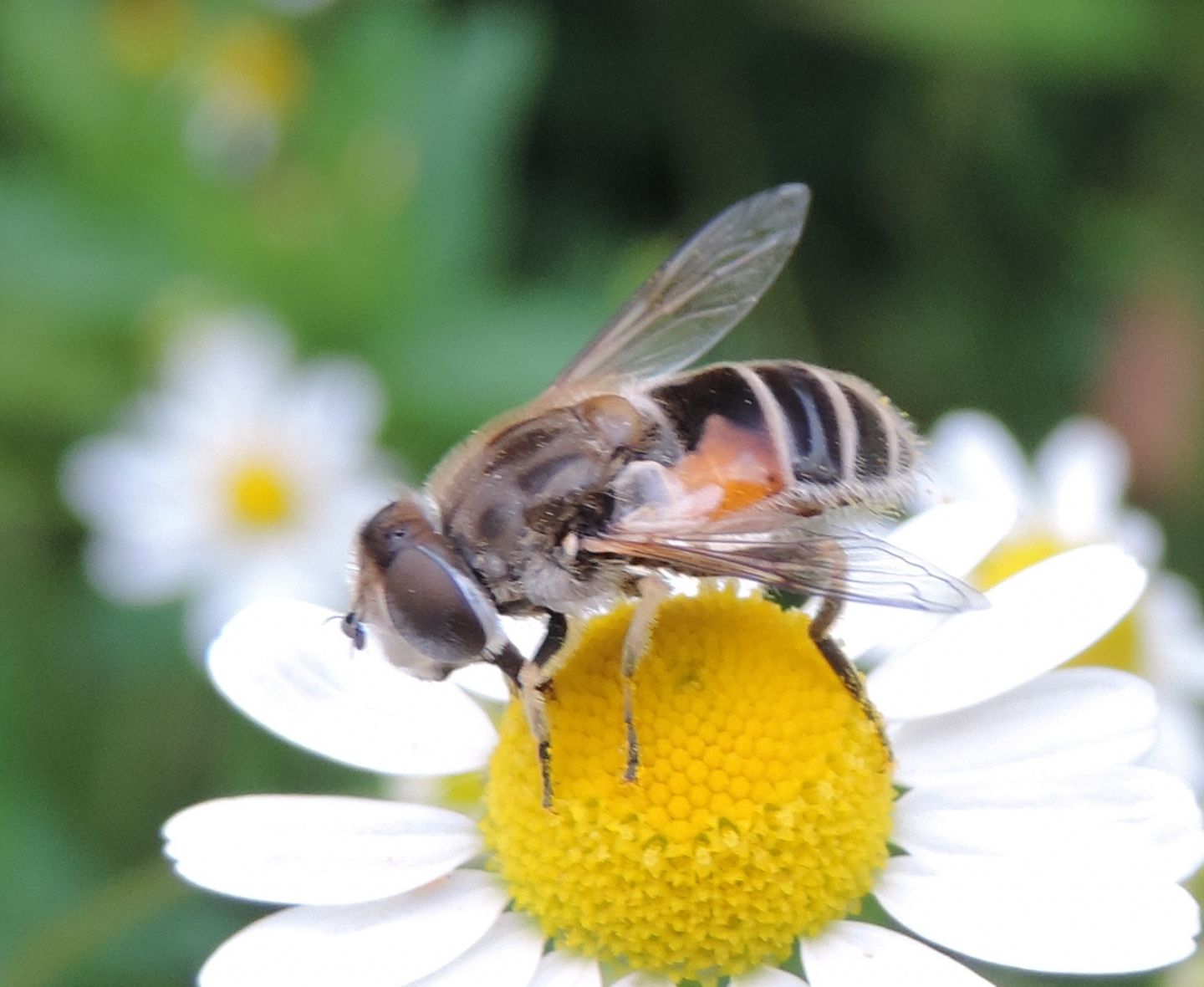 Eristalis da identificare