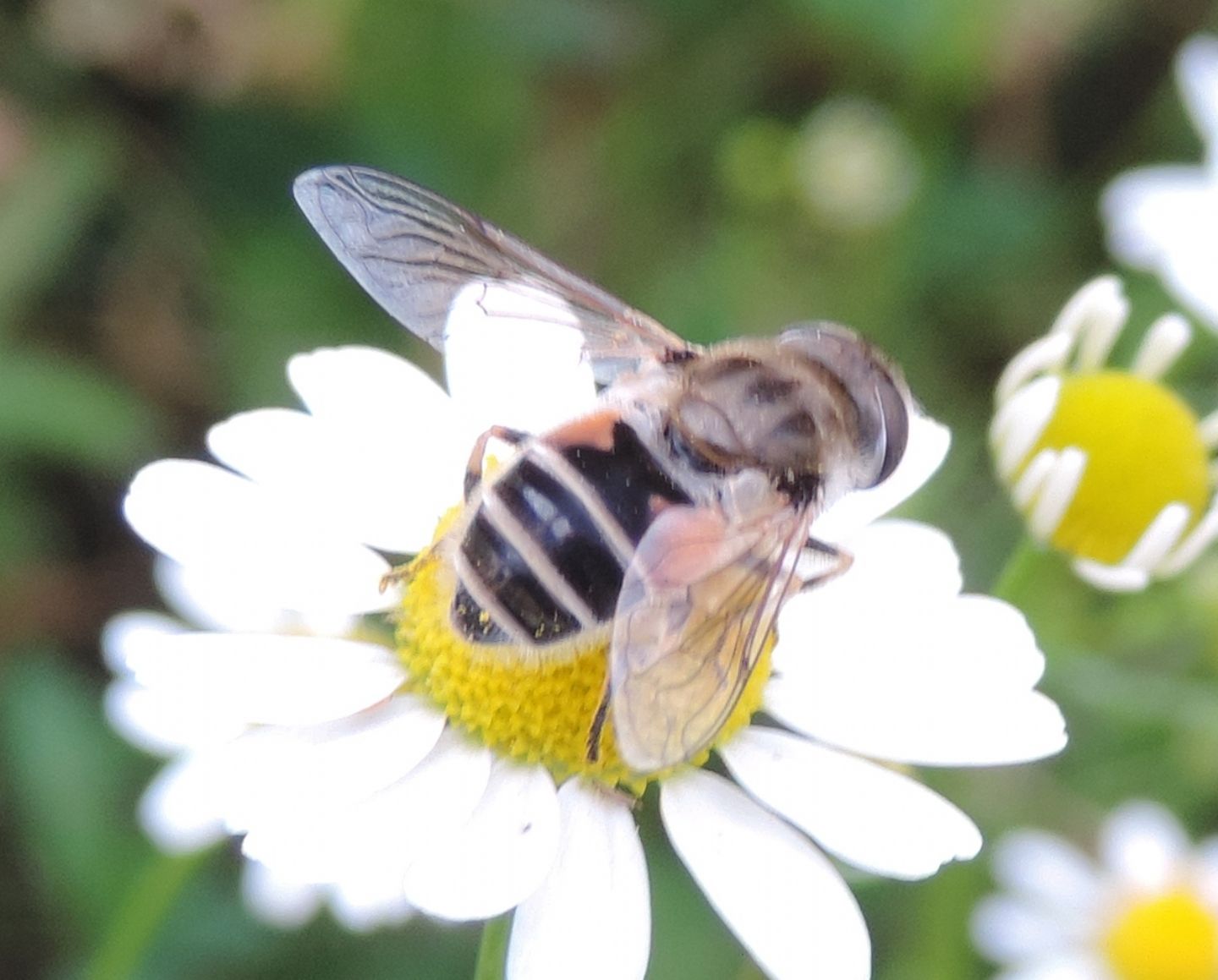 Eristalis da identificare