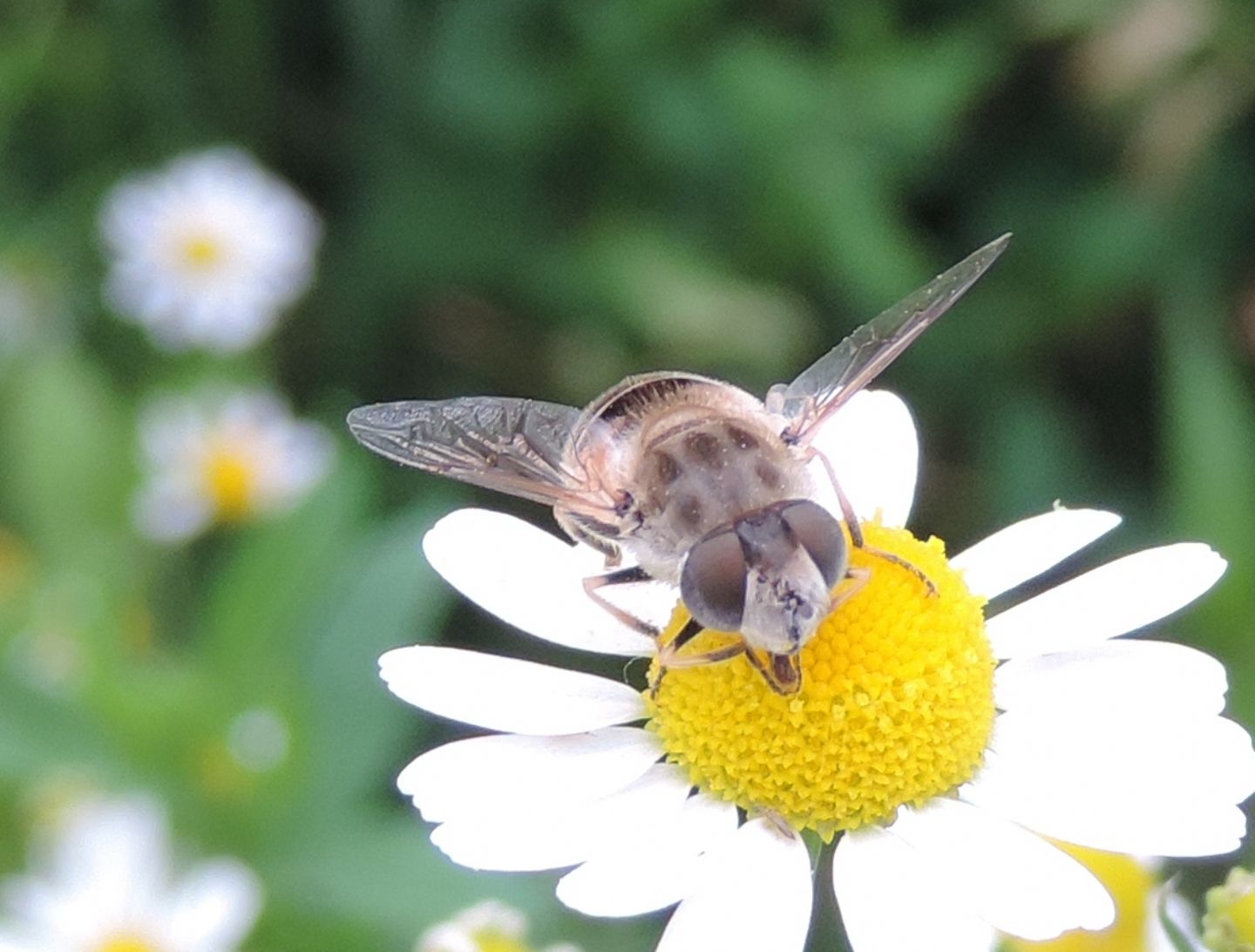 Eristalis da identificare