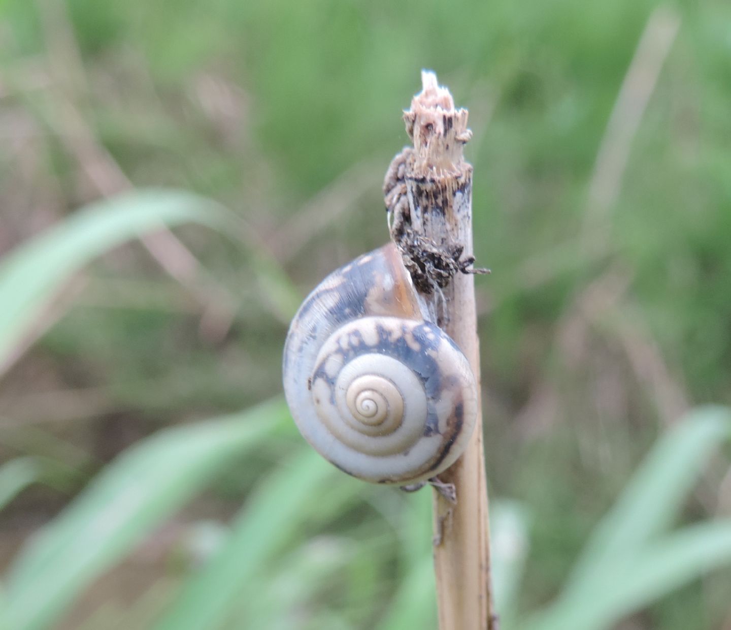 Chiocciola da identificare