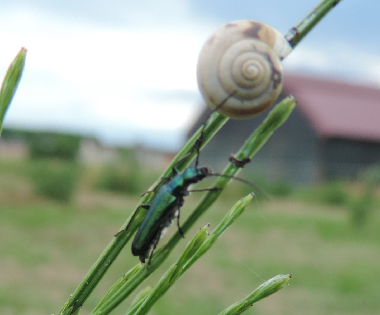 Chiocciola da identificare