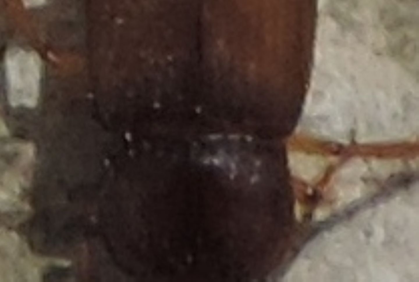 Carabidae: Pseudoophonus cfr. rufipes