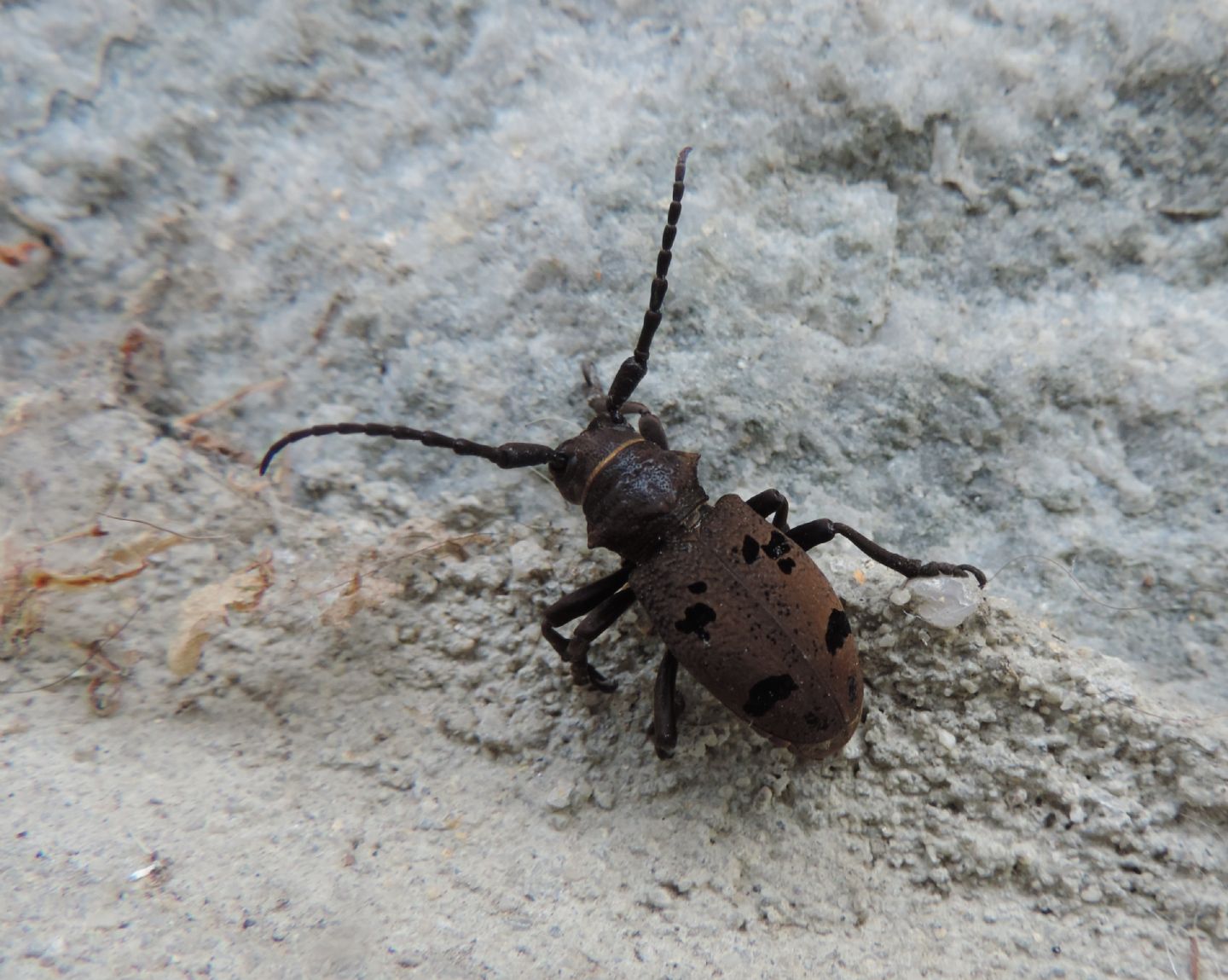 Herophila tristis con domanda