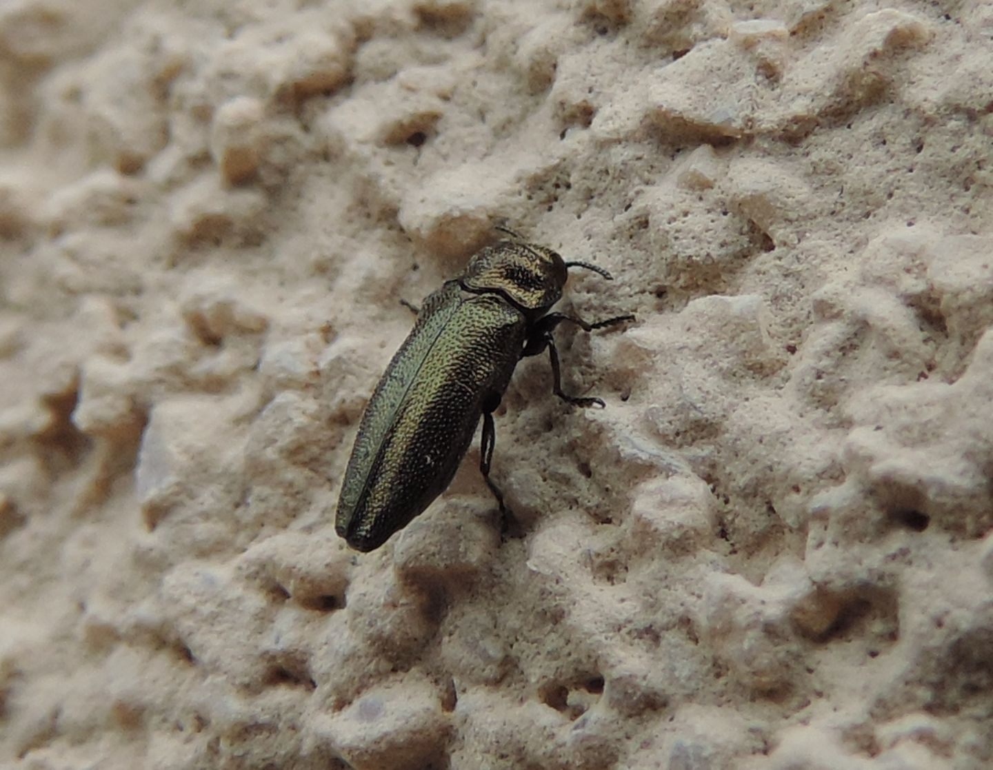 Buprestidae:  Agrilus?  No, Coraebus elatus elatus