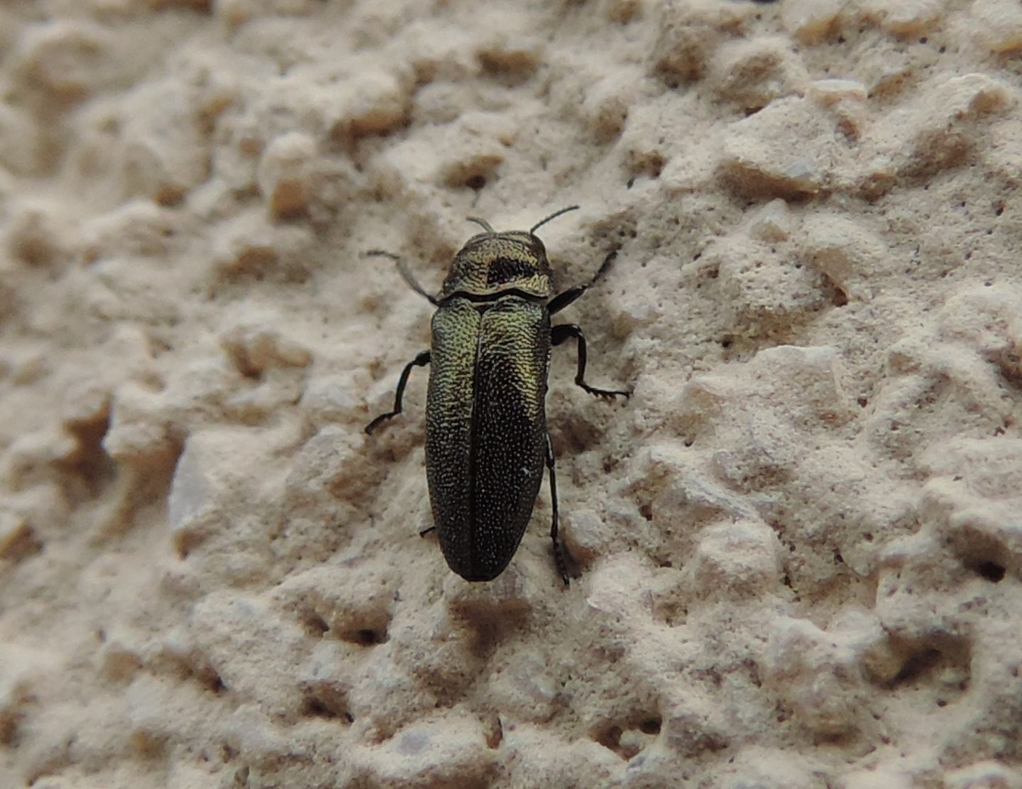 Buprestidae:  Agrilus?  No, Coraebus elatus elatus