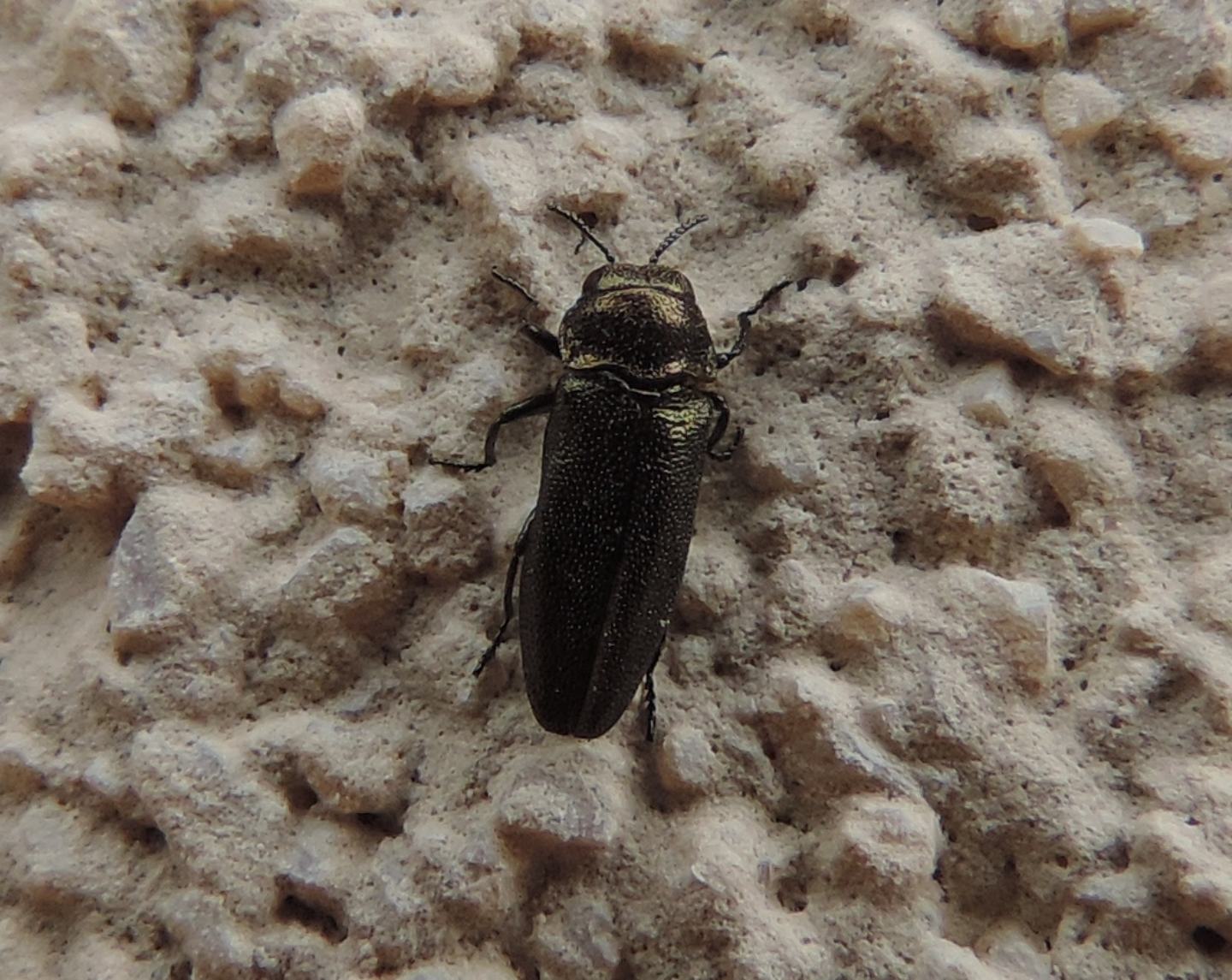 Buprestidae:  Agrilus?  No, Coraebus elatus elatus