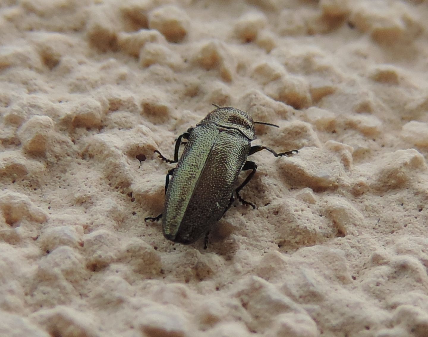 Buprestidae:  Agrilus?  No, Coraebus elatus elatus