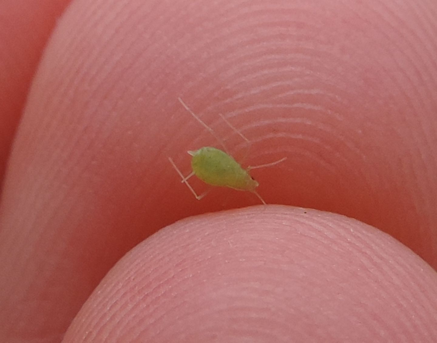 Macrosiphum? No, ma troppo giovane per una identificazione