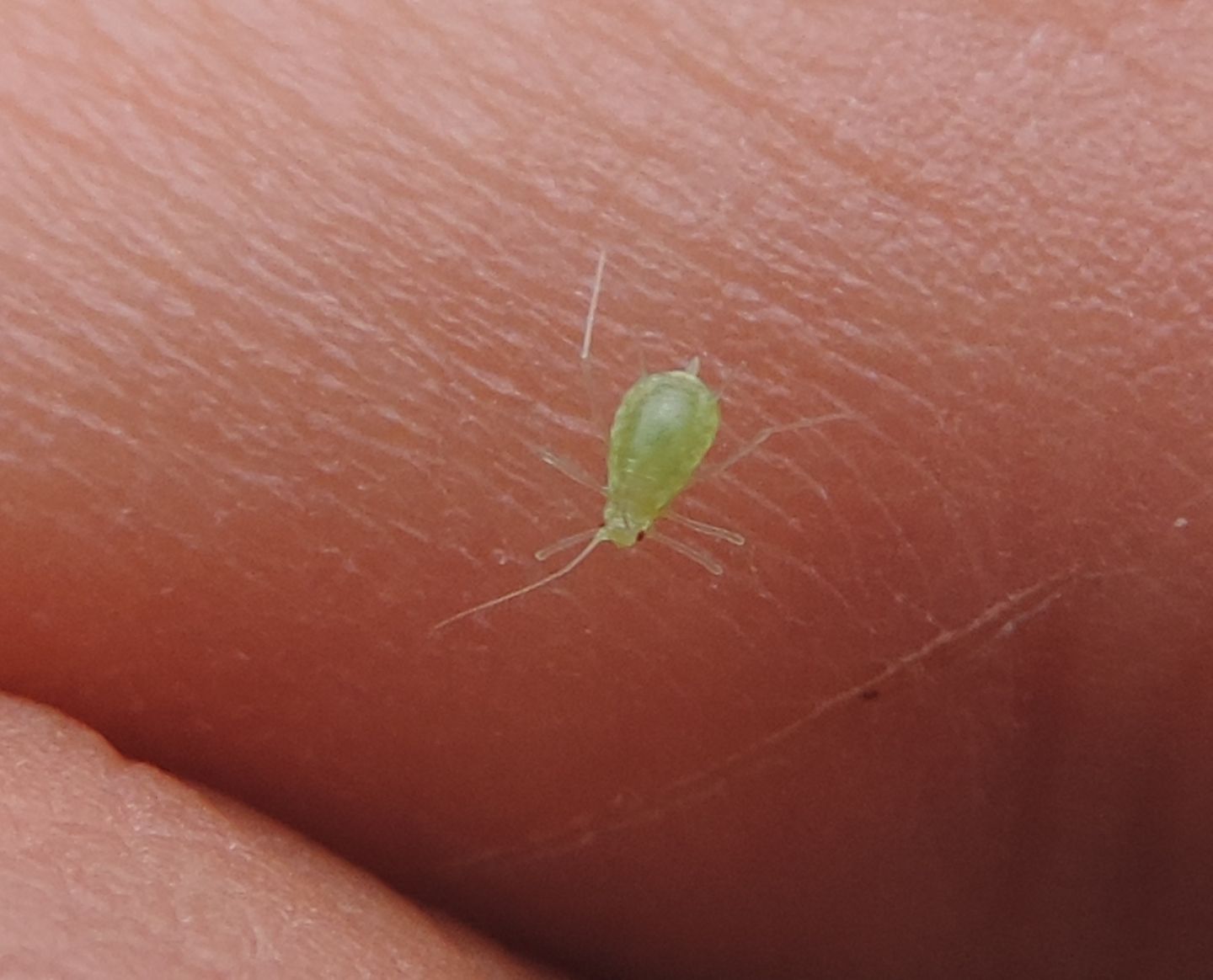 Macrosiphum? No, ma troppo giovane per una identificazione