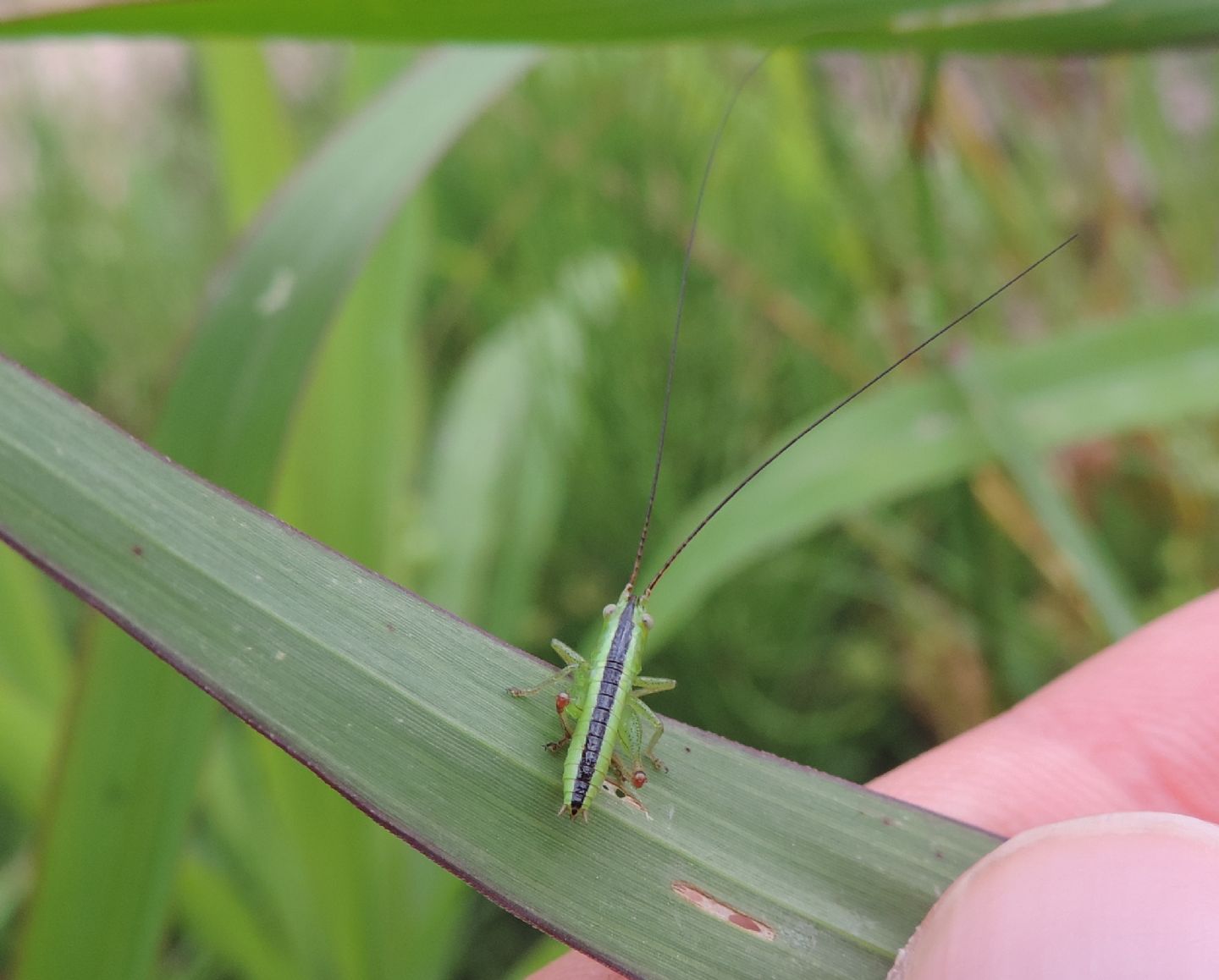 Neanide di Tettigoniidae?