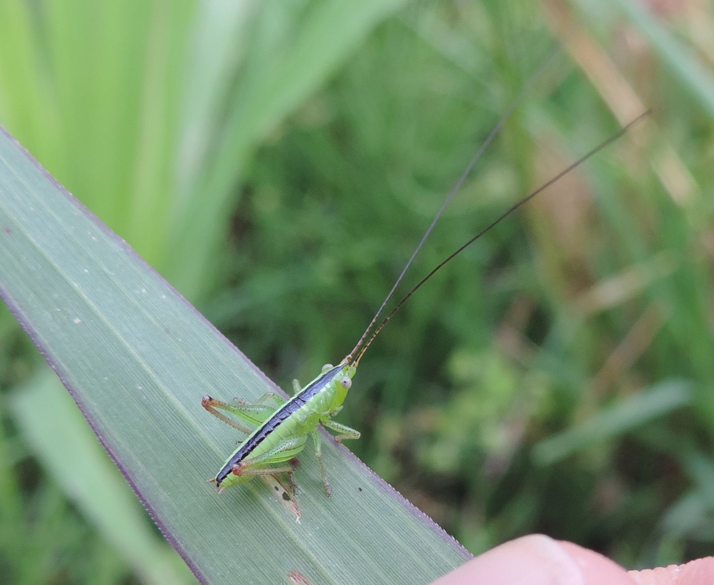 Neanide di Tettigoniidae?