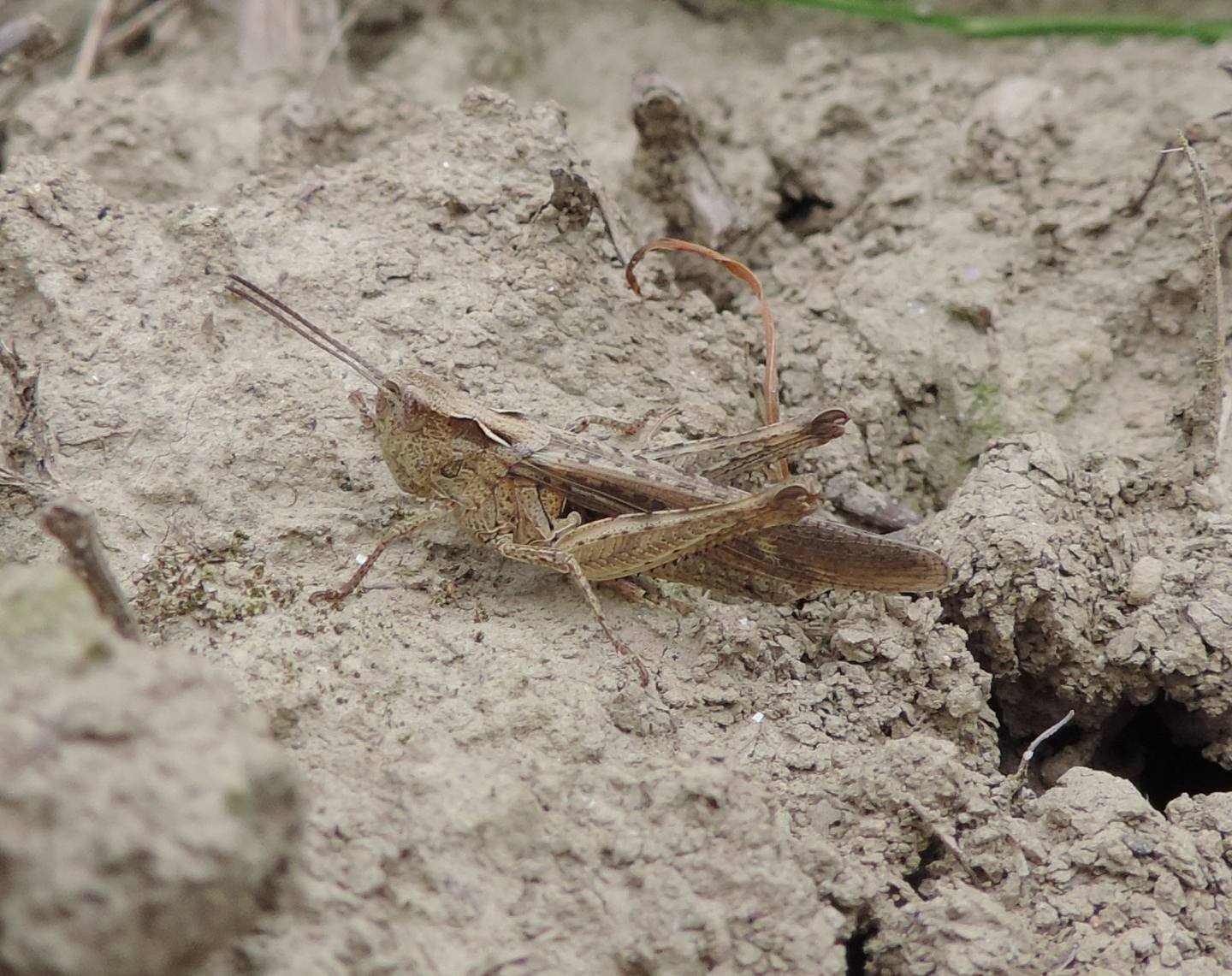 Chorthippus (Glyptobotrhus) brunneus?