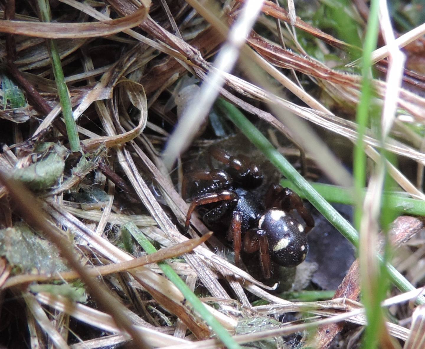 Minuscola chiocciola