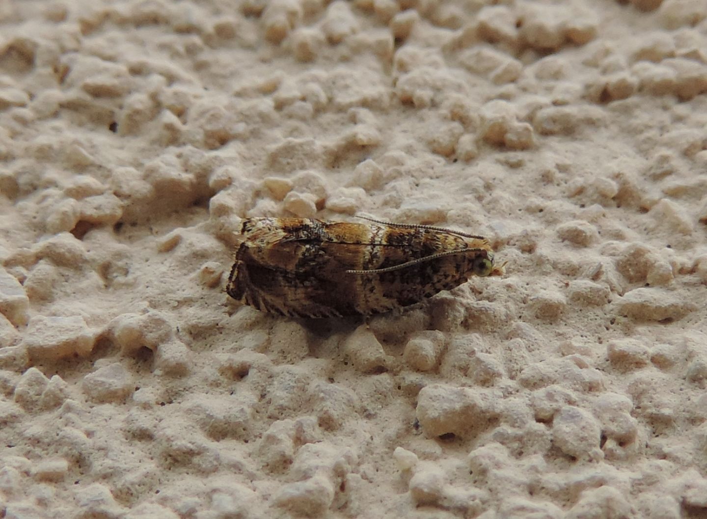 Piccolo Tortricidae? Si, Celypha cespitana