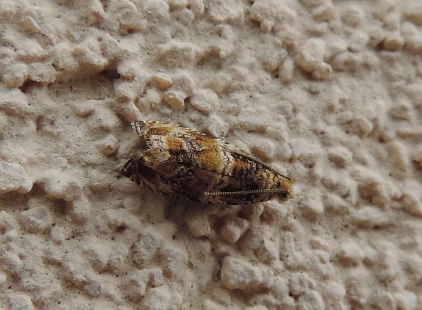 Piccolo Tortricidae? Si, Celypha cespitana