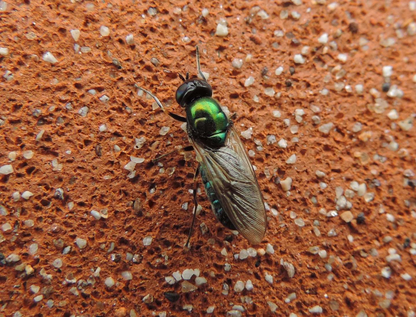 Chloromyia formosa? Si, femmina