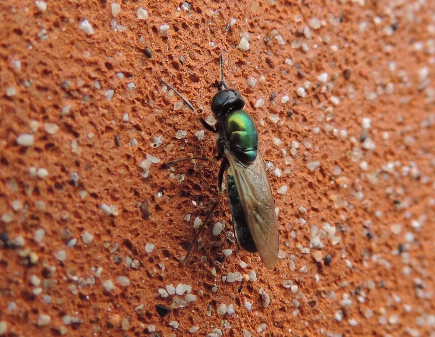 Chloromyia formosa? Si, femmina