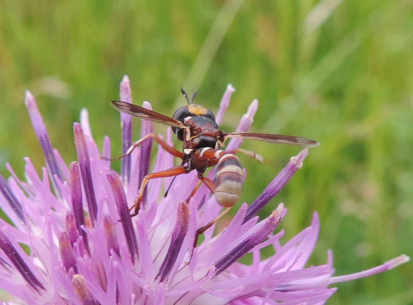 Physocephala cfr. vittata (Conopidae)