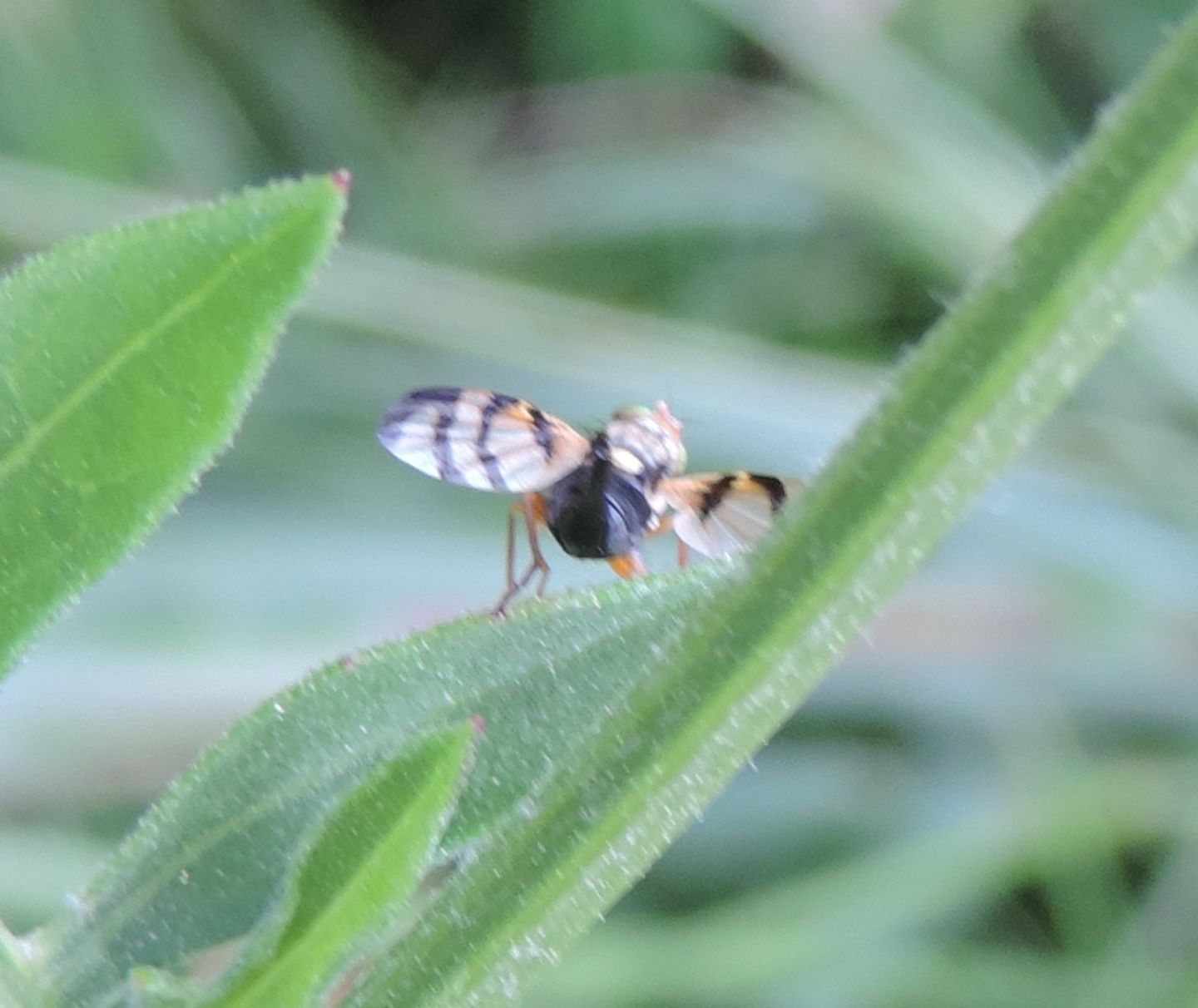 Urophora stylata? No. Urophora sp. femmina