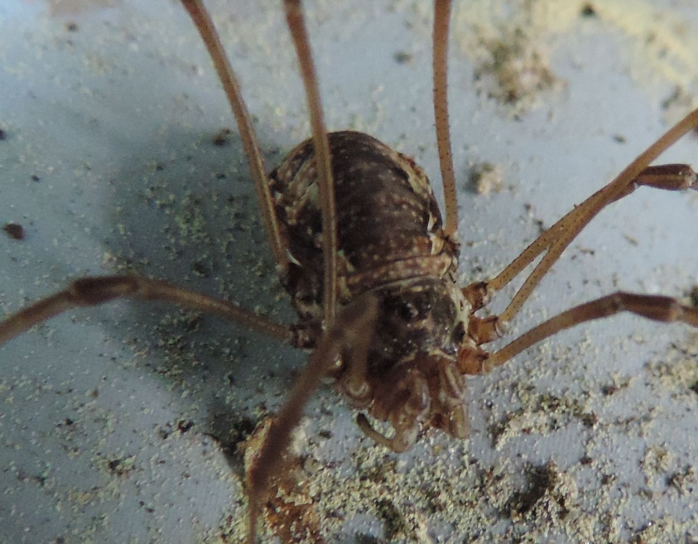 Opilione da identificare:  fam. Phalangiidae