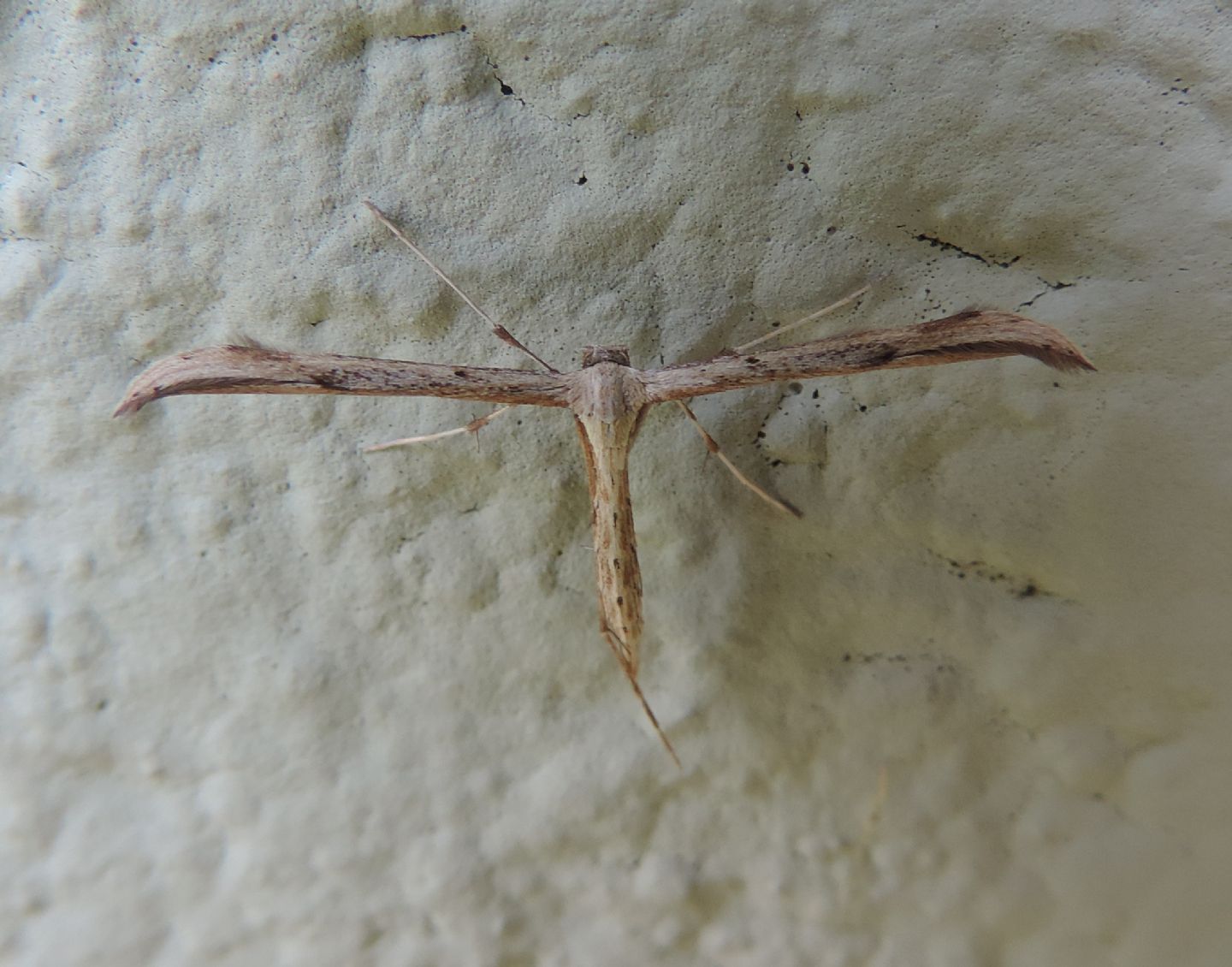 Emmelina monodactyla? S