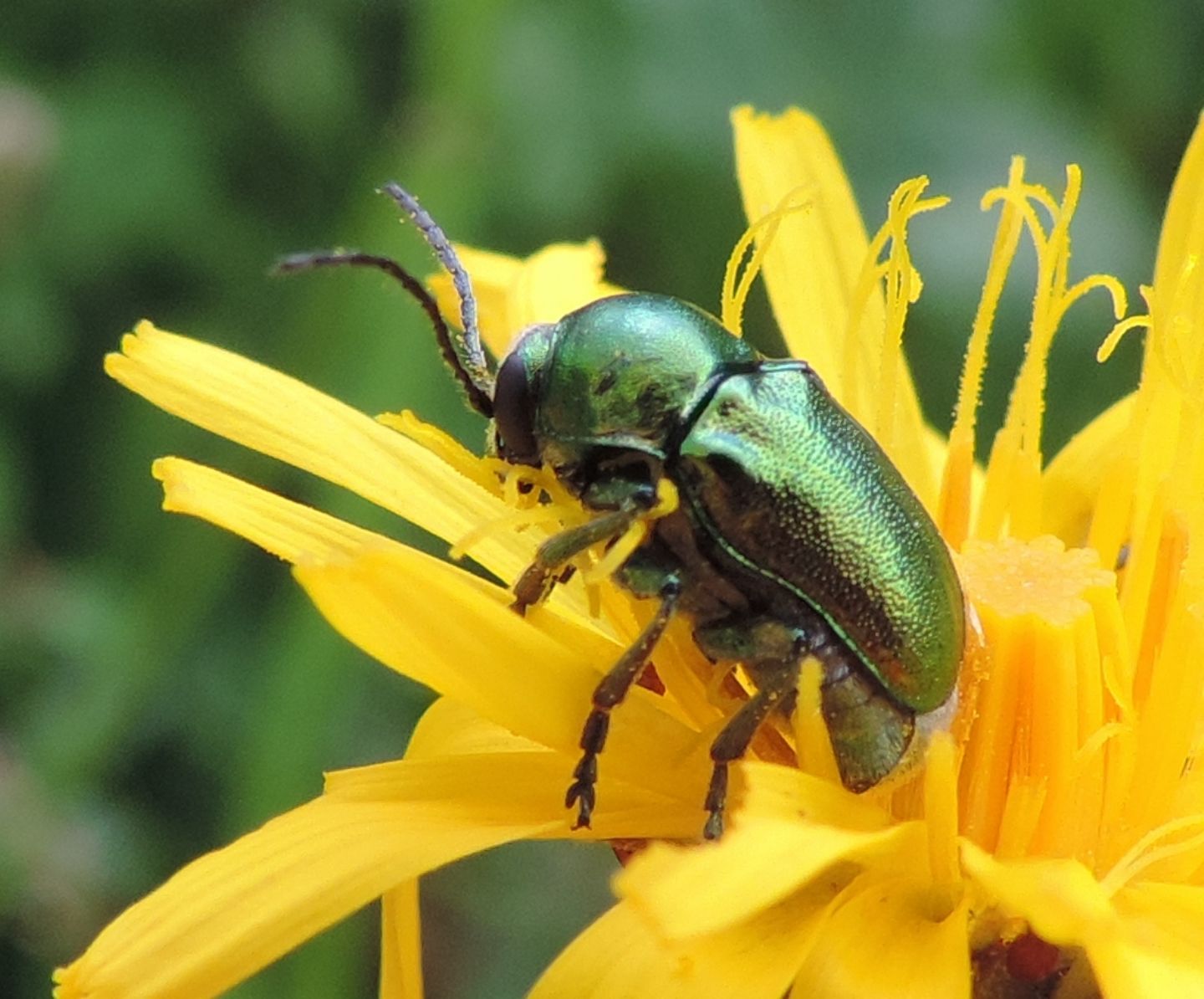 Cryptocephalus aureolus? Forse C. zambanellus